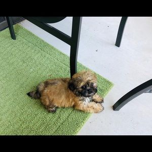 Meet your Posher, Harini